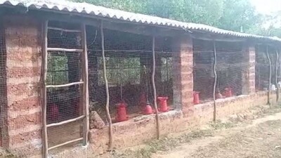 Bird Flu Scare: Mass Poultry Deaths At A Farm In Khordha Triggers Panic
