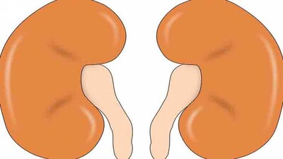 kidney-