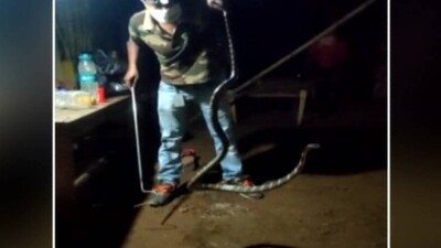 king cobra