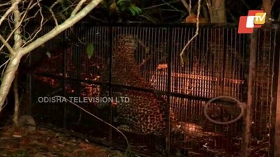 leopard-caught