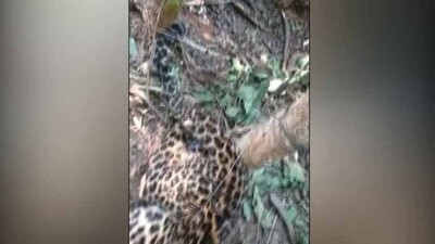 leopard-death-up