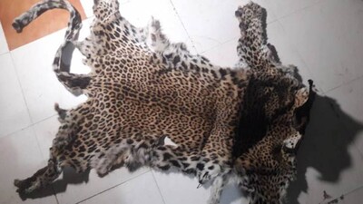 leopard-skin-seized