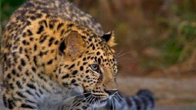 leopard