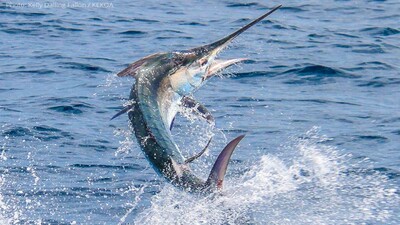 light-tackle-black-marlin2