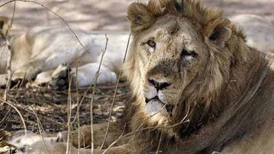 lioness-up