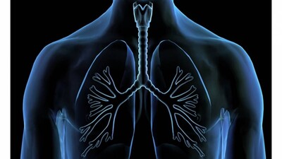 lungs