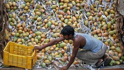 mangoes
