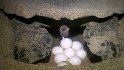 mass-nesting-of-olive-ridle