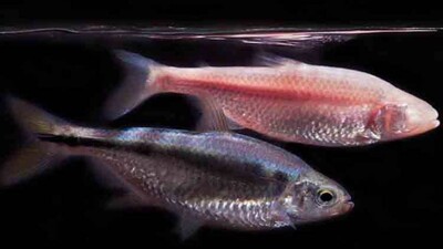 mexican-fish