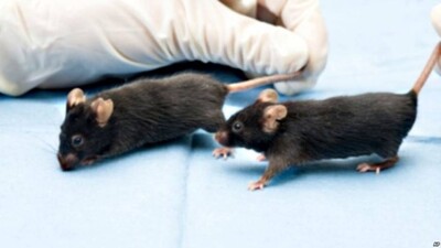 mice