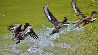 migratory-birds
