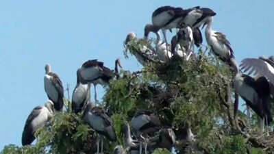 migratory-birds