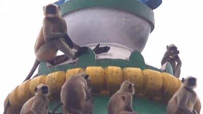 monkey-menace