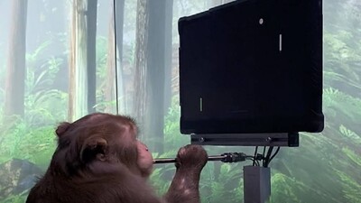 Elon Musk's Neuralink Shows How Monkey Plays Pong With His Mind