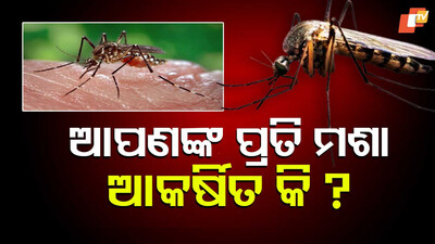mosquitoes