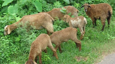 niali sheep deaths