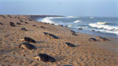 olive-ridley-turtle