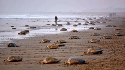 olive ridley