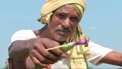 onion-farming