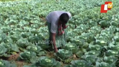 organic-farming-in-Odisha