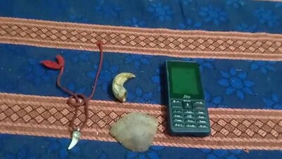 pangolin-scale