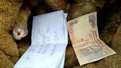 pangolin-smuggling