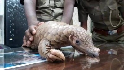 pangolin