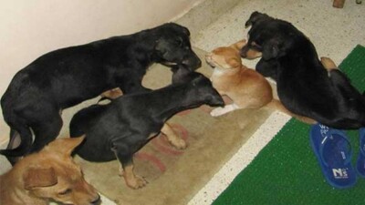 dont abandon pets due to coronavirus fear, says Odisha government