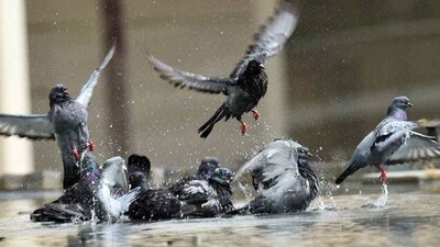 pigeon-spy