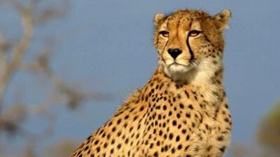 No cheetah in Kuno National Park died due to unnatural reasons: Tiger Conservation Authority to SC
