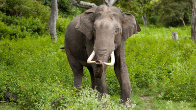 Tusker tramples forest ranger to death in Kalahandi