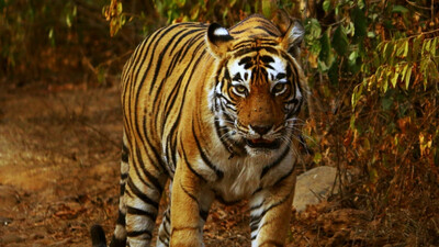 Tigers