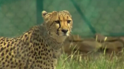 Cheetah