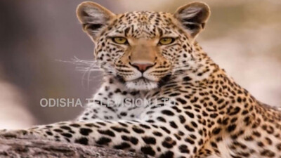Odisha home to 696 leopards