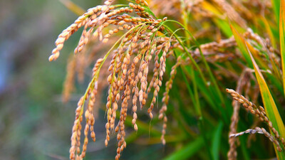How Odisha paddy farmers can minimise losses due to Cyclone Dana; scientists release advisory