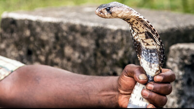 24-year-old youth ‘bitten’ by snake for 7th time in 40 days; investigation launched