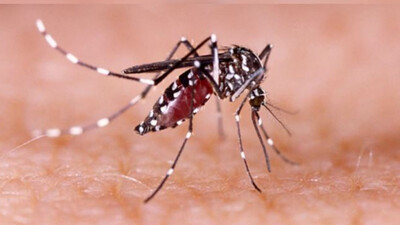 Dengue