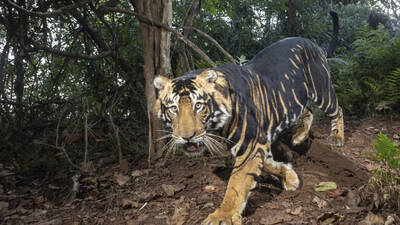 Odisha's Similipal Tiger Reserve to remain closed for tourists till Oct 28 due to rainfall: Official