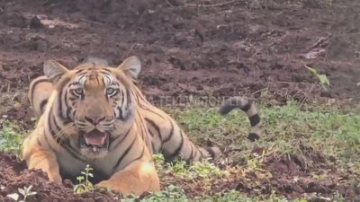 Tigress from Maharashtra released into enclosure in core area of Similipal