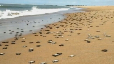 Olive Ridley turtles arrive in record numbers at Rushikulya beach for mass nesting