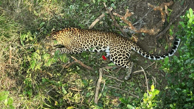 34 leopards, three tigers died in Odisha from 2019 to 2024: Minister