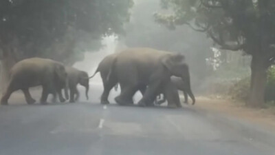 Winter census report of elephants in Odisha