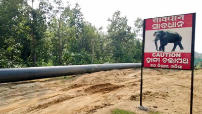 Tusker tramples man to death in Odisha’s Bonai, fourth casualty in 15 days