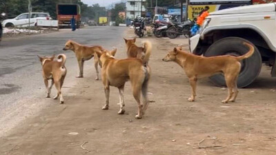 SC orders permanent relocation of stray dogs from Delhi-NCR streets