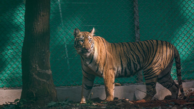 The story of Tigress Zeenat