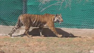 Tigress Zeenat released into soft enclosure in Similipal Tiger Reserve