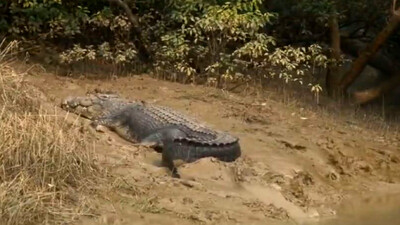 Crocodile 