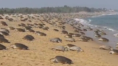 Olive Ridley turtles break nesting records at Odisha’s Rushikulya Beach