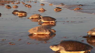 Arribada! Olive Ridley turtles begin mass nesting at Gahirmatha beach in Odisha