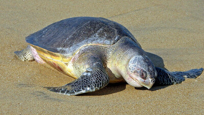 Olive Ridley turtle in Odisha